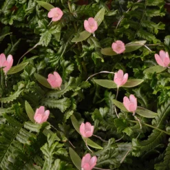 20er LED Micro Lichterkette außen pinke Rosen