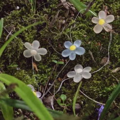 20er LED Micro Lichterkette außen Gänseblümchen