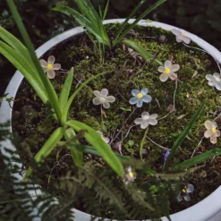 20er LED Micro Lichterkette außen Gänseblümchen