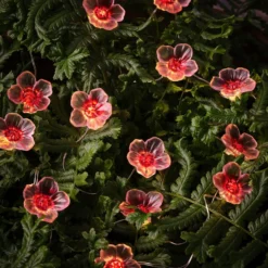 20er LED Micro Lichterkette außen pinke Kirschblüten