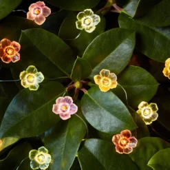 20er Micro Lichterkette außen bunte Rosen