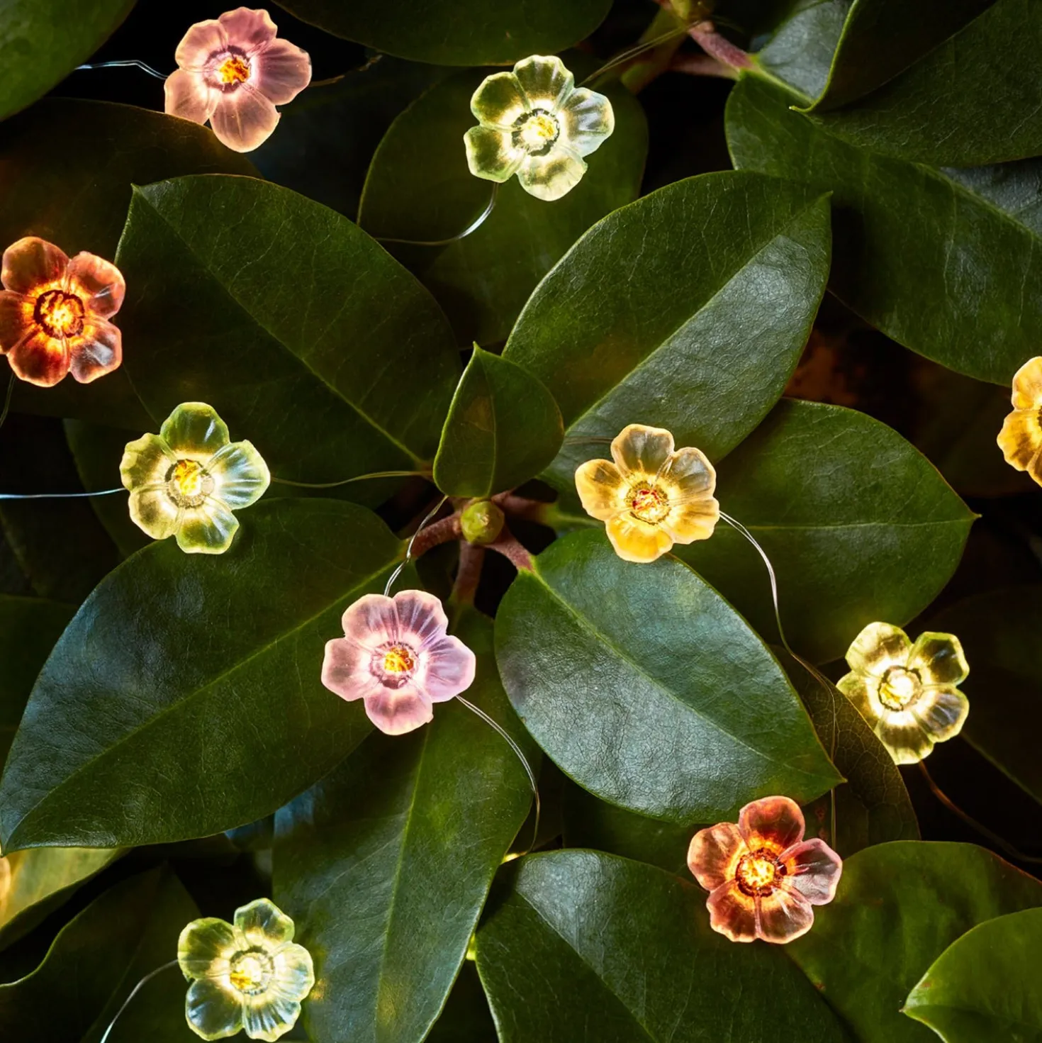 20er Micro Lichterkette außen bunte Rosen