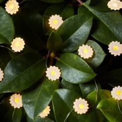 Gänseblümchen Deko Lichterkette 20er
