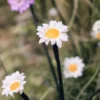 Solar Gänseblümchen Stableuchten 30er