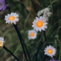 Solar Gänseblümchen Stableuchten 30er